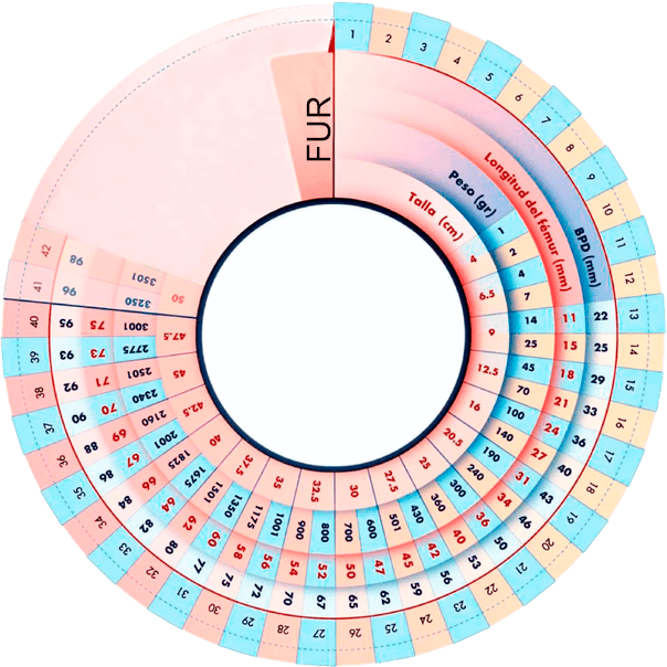 Cículo interno del Gestograma